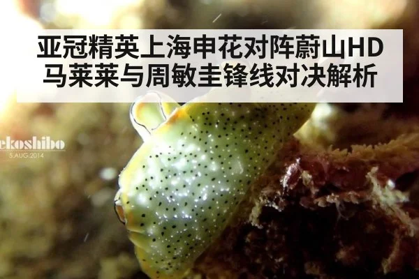 亚冠精英上海申花对阵蔚山HD 马莱莱与周敏圭锋线对决解析